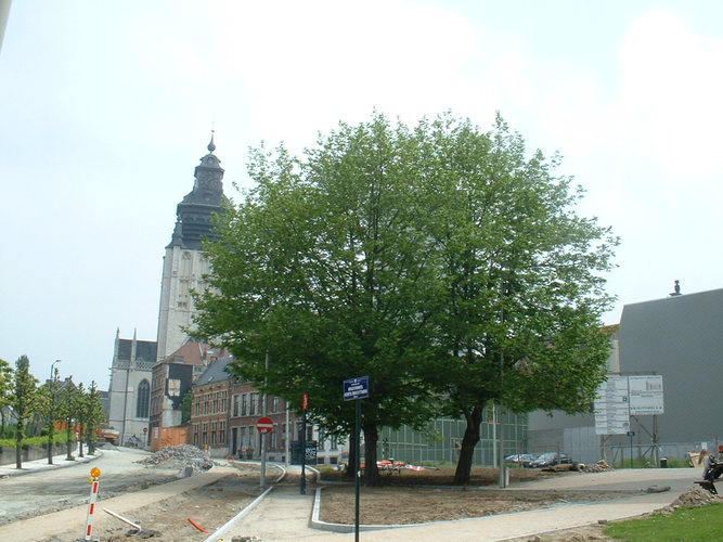 Ptérocaryer à feuilles de frêne – Bruxelles, Petite rue des Brigittines –  08 Mai 2002