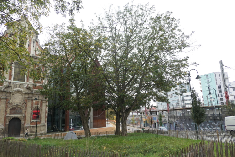 Ptérocaryer à feuilles de frêne – Bruxelles, Petite rue des Brigittines –  28 Octobre 2024