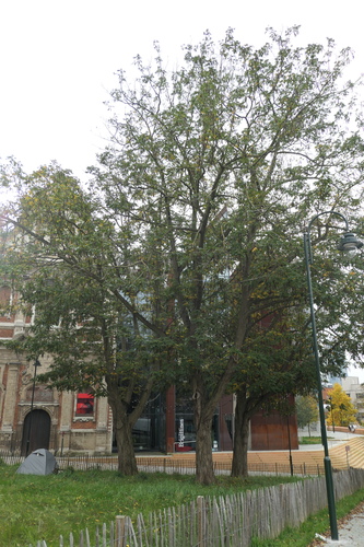 Ptérocaryer à feuilles de frêne – Bruxelles, Petite rue des Brigittines –  28 Octobre 2024