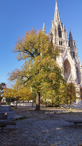 Tilleul commun &ndash; Bruxelles, Parvis Notre-Dame &ndash;  22 Octobre 2026