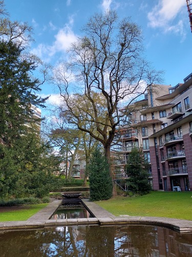 Tulpenboom – Etterbeek, Bosmanpark, Gérardstraat –  31 Maart 2025