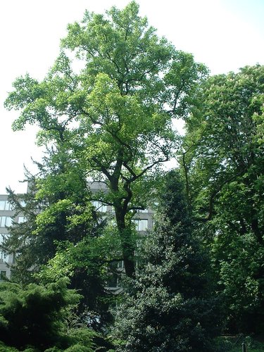Tulpenboom – Etterbeek, Bosmanpark, Gérardstraat –  08 Mei 2003