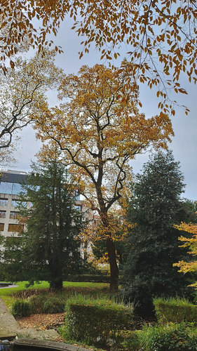 Tulpenboom – Etterbeek, Bosmanpark, Gérardstraat –  11 Juni 2025