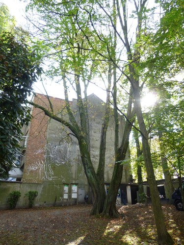 Marronnier commun – Etterbeek, Jardin Jean Félix Hap –  15 Octobre 2014