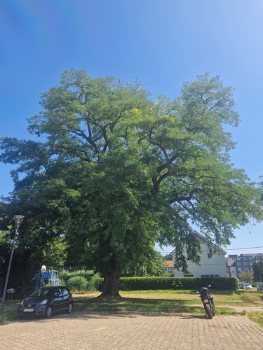 Gewone acacia &ndash; Evere, Strijdvlegellaan &ndash;  07 Juli 2026