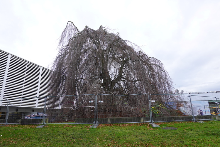 Treurbeuk &ndash; Evere, Leuvensesteenweg, 862 &ndash;  16 December 2025