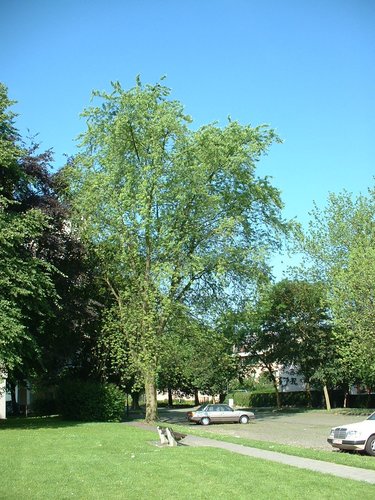 Acer saccharinum var. laciniatum – Evere, Quartier Tornooiveld, Avenue du Destrier –  17 Juin 2002
