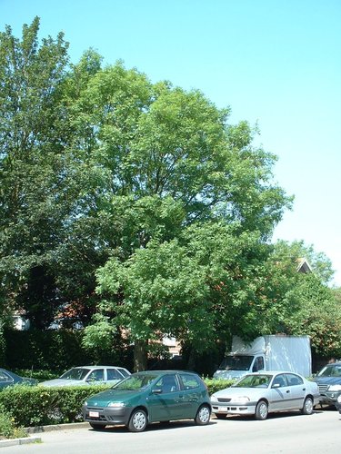 Frêne commun – Evere, Quartier Tornooiveld, Avenue de l'Optimisme –  17 Juin 2002