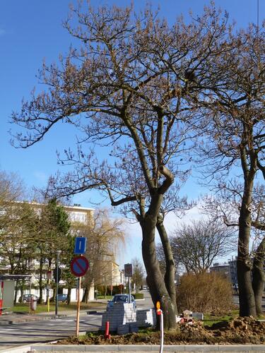 Koninginneboom – Evere, Leopold III-laan –  18 Maart 2013