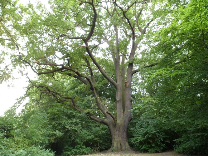 Chêne pédonculé – Forest, Parc Jacques Brel, Avenue Kersbeek –  21 Septembre 2012