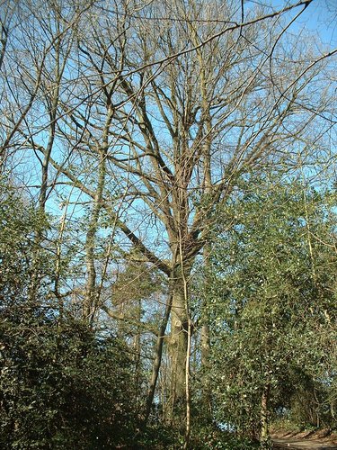 Chêne pédonculé – Forest, Parc Jacques Brel, Avenue Kersbeek –  14 Mars 2003