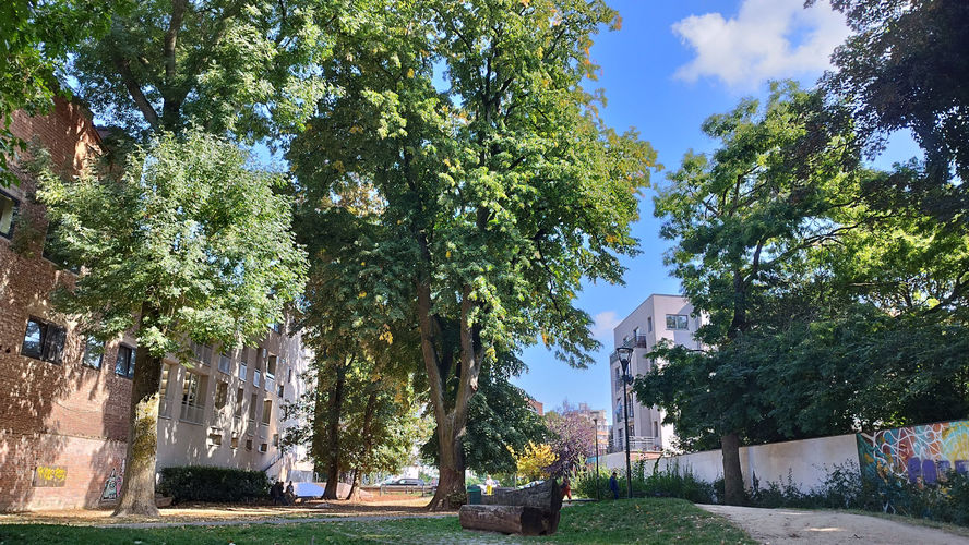 Tilleul argenté pleureur – Forest, Parc Marconi, parc –  09 Septembre 2025