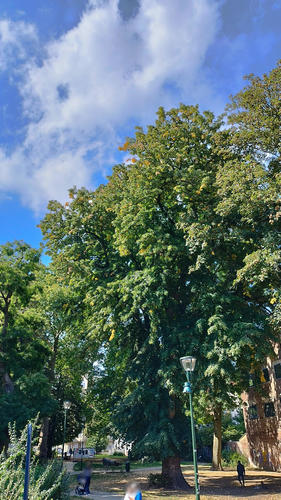 Treurzilverlinde – Vorst, Marconipark, parc –  09 September 2025