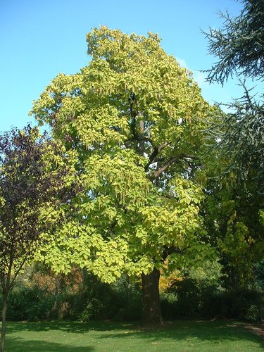 rompetboom – Vorst, Park van Vorst –  22 Oktober 2003