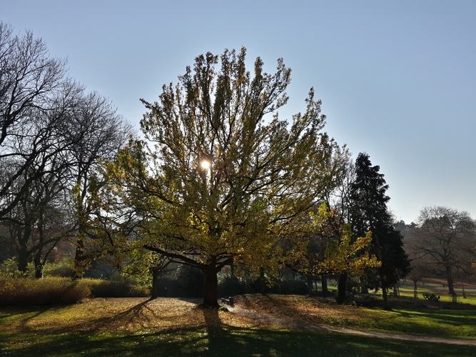 Amberboom – Vorst, Park van Vorst, parc –  28 November 2016