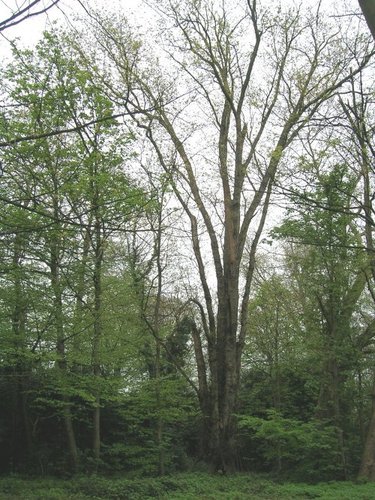Erable argenté – Ganshoren, Parc du Château de Rivieren, Drève du Château –  19 Avril 2005