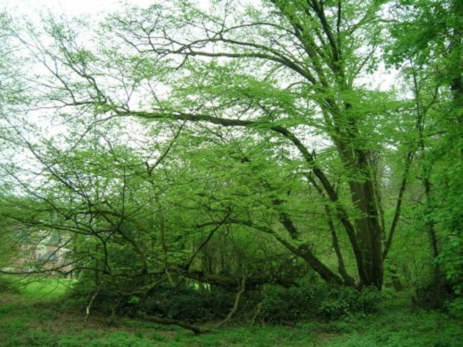 Gewone haagbeuk – Ganshoren, Park van het Kasteel de Rivieren, Kasteeldreef, 66 –  19 April 2005
