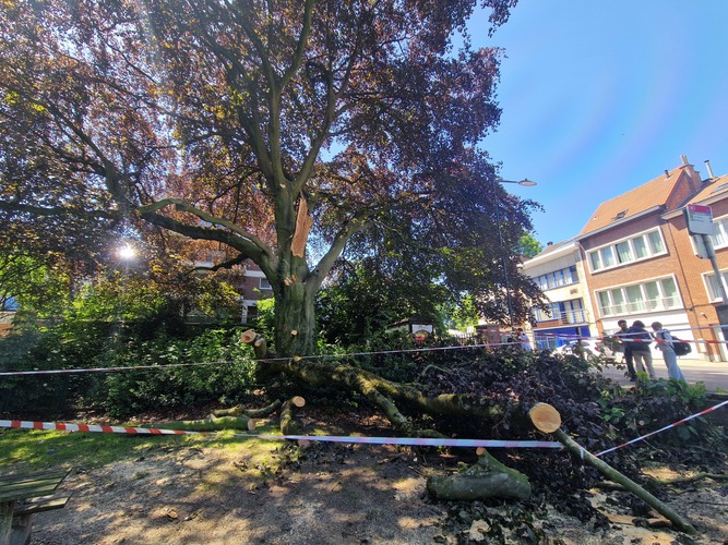 Rode beuk &ndash; Ganshoren, Cijnsstraat &ndash;  22 Mei 2026