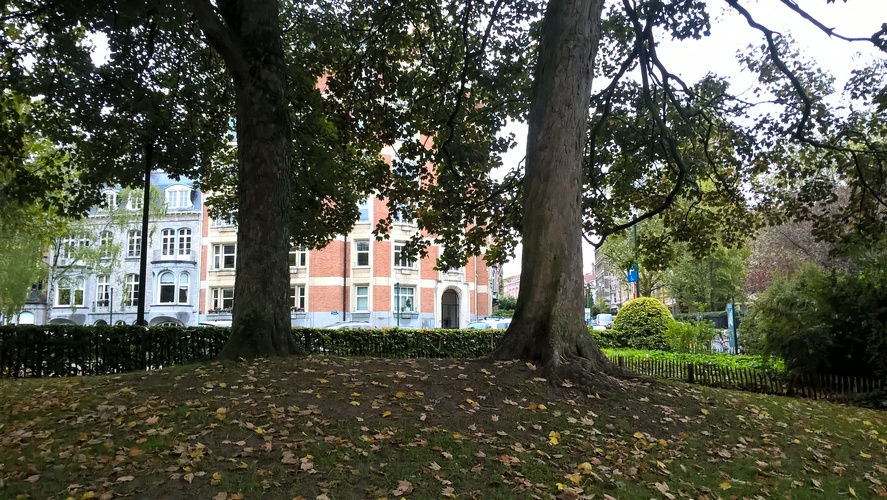 Acer pseudoplatanus 'Purpurascens' – Elsene, Tuinen van de Ter Kamerenabdij –  24 Oktober 2017