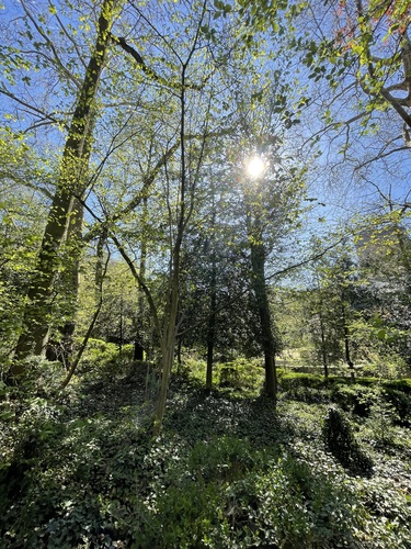 houx – Ixelles, Jardins de l'Abbaye de la Cambre –  08 Avril 2025
