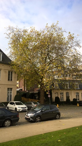 Platane à feuille d'érable – Ixelles, Jardins de l'Abbaye de la Cambre –  14 Novembre 2017