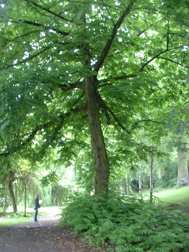 Ptérocaryer à feuilles de frêne – Ixelles, Etangs d'Ixelles, Avenue du Général de Gaulle –  21 Août 2006