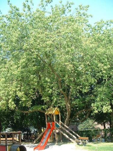 Erable à feuilles de frêne – Ixelles, Plaine de jeux de la Petite Suisse, Avenue Général Médecin Derache –  16 Juillet 2003