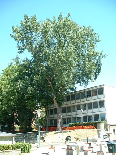 Canadese populier – Brussel, Université Libre de Bruxelles - Solbosch, parc –  15 Juli 2003