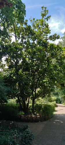 Magnolier à grandes fleurs – Ixelles, Parc Tenbosch –  11 Juillet 2023