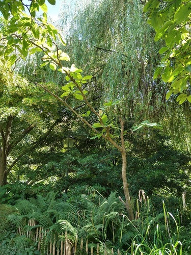 Magnolia hypoleuca – Elsene, Tenboschpark –  11 Juli 2023
