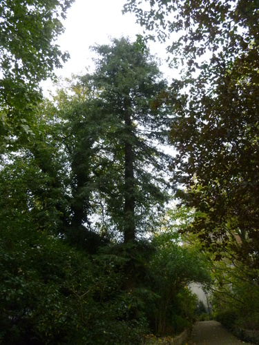 Sequoia sempervirent – Ixelles, Parc Tenbosch –  22 Octobre 2014