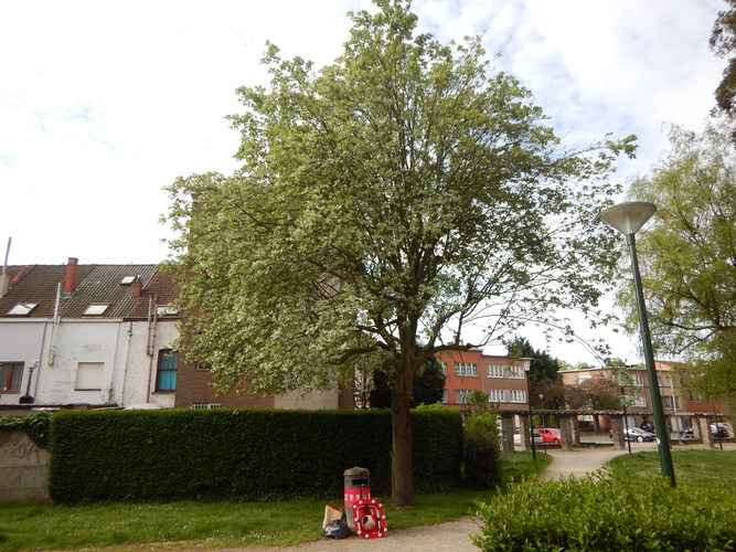 Sorbus aria f. lutescens – Anderlecht, Busselenbergpark –  16 Juni 2023