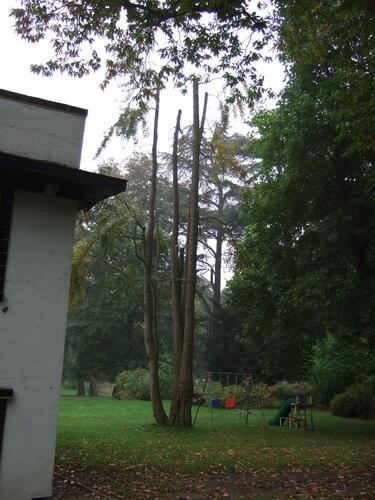 Japanse notenboom – Jette, Titecapark, Dieleghemdreef, 79 –  08 Oktober 2007