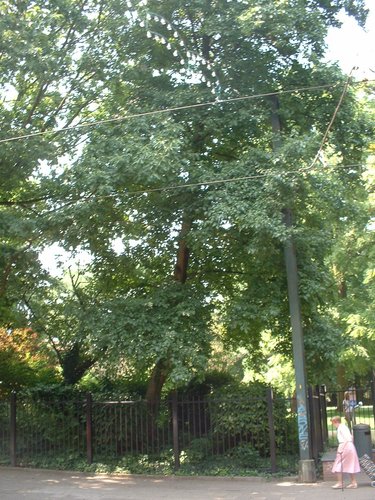 Aulne à feuilles cordées – Jette, Parc Garcet, Rue Léon Theodor –  13 Juillet 2005