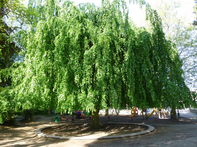 Treurbeuk – Jette, Garcetpark, parc –  27 Mei 2013