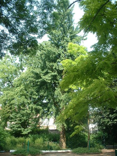 Japanse notenboom – Jette, Garcetpark, parc –  13 Juli 2005
