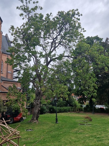 Catalpa commun – Jette, Abords de l'Eglise Saint-Pierre, Place Cardinal Mercier –  17 Septembre 2025