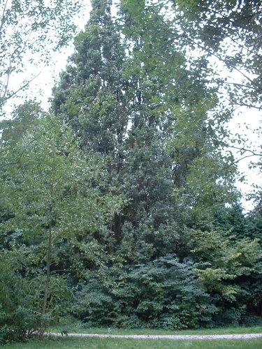Chêne pédonculé fastigié – Jette, Parc du Sacré-Cœur de Jette, Avenue du Sacré-Coeur –  22 Septembre 2003