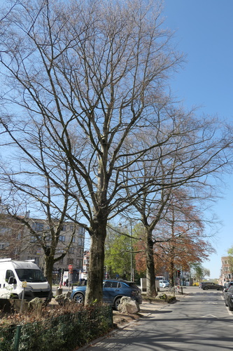 Hêtre pourpre – Jette, Avenue de la Constitution –  07 Avril 2025