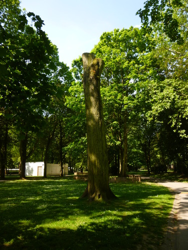 Acer saccharinum 'Aspleniifolium' – Koekelberg, Elisabethpark –  05 Mei 2014