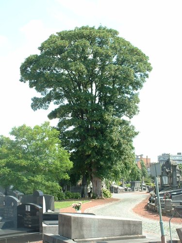 Acer pseudoplatanus 'Erectum' – Sint-Jans-Molenbeek, Begraafplaats van Sint-Jans-Molenbeek, cimetière –  28 Juni 2004