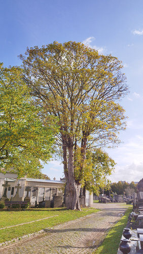 Acer pseudoplatanus 'Erectum' &ndash; Sint-Jans-Molenbeek, Begraafplaats van Sint-Jans-Molenbeek, cimetière &ndash;  28 Oktober 2026