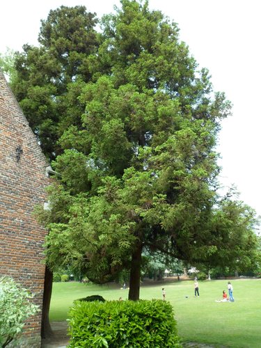 Japanse ceder – Sint-Jans-Molenbeek, Karreveldpark –  30 Mei 2012