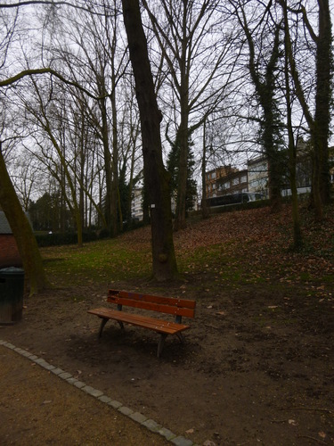 Valse Christusdoorn – Sint-Jans-Molenbeek, Marie-Josépark –  11 February 2015