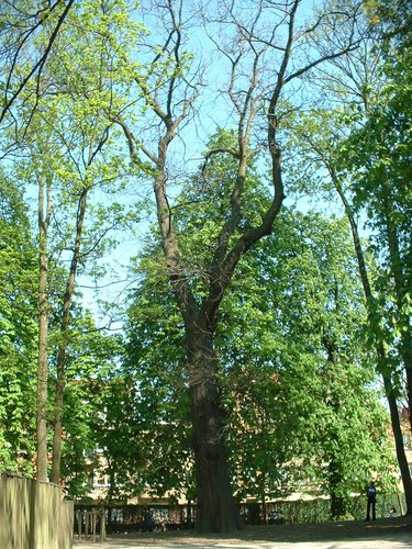 Tamme kastanje – Sint-Jans-Molenbeek, Muzenpark, parc –  15 April 2003