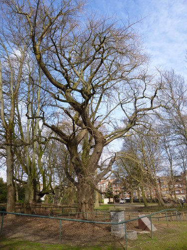 Japanse notenboom – Sint-Jans-Molenbeek, Muzenpark, parc –  06 Maart 2015