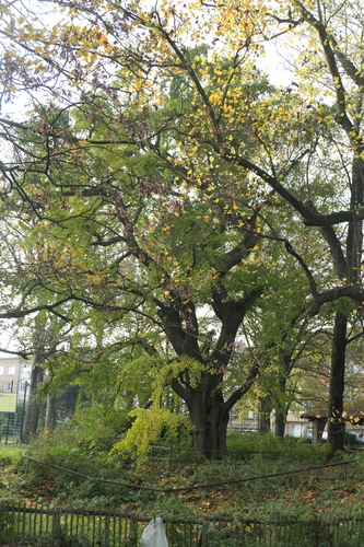 Arbre aux quarante écus<br>Molenbeek-Saint-Jean Parc des Muses