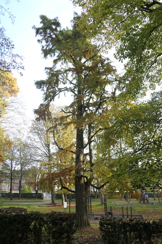 Cyprès chauve de Louisiane – Molenbeek-Saint-Jean, Parc des Muses, parc –  18 Novembre 2024