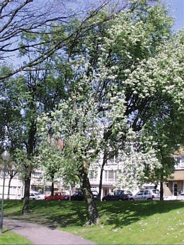 Sorbus aria f. lutescens – Schaarbeek, Huart Hamoirlaan en Rigasquare, Huart Hamoirlaan –  22 April 2002