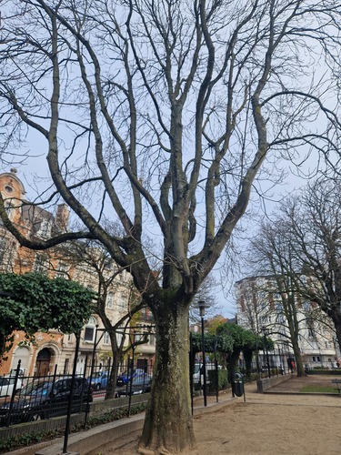 Ailante glanduleux &ndash; Schaerbeek, Place de Jamblinne de Meux, Place de Jamblinne de Meux, face 33 &ndash;  02 Décembre 2025